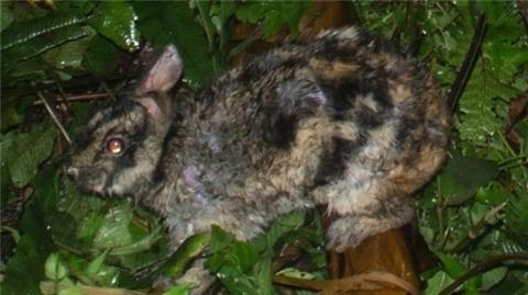 Un lapin tigré dans la jungle de Truong Son