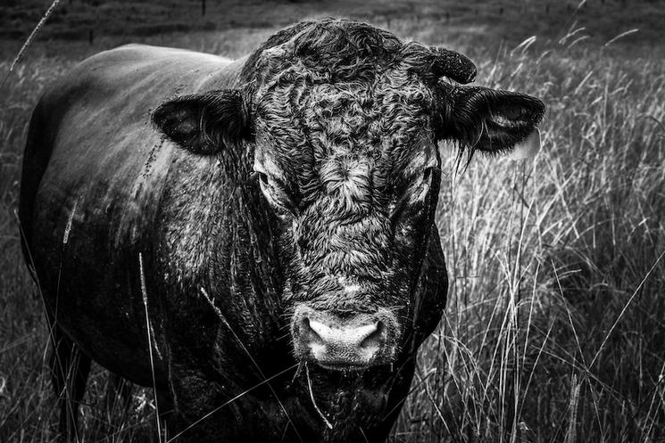 Kenilworth, Kenilworth, Australia