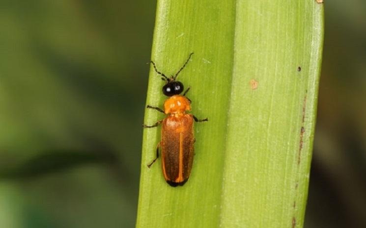 luciole sur une feuille verte
