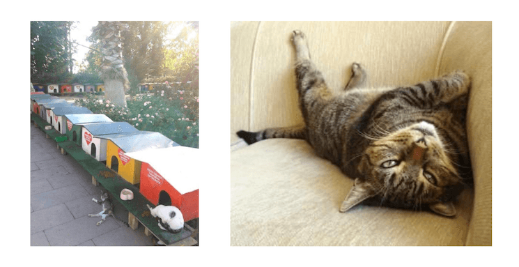 Petites maisons pour chats installées dans la rue en Turquie, refuges urbains pour chats errants à Istanbul