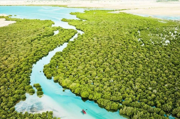 mangroves al thakira