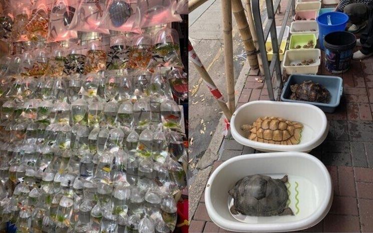 marche des poissons rouges