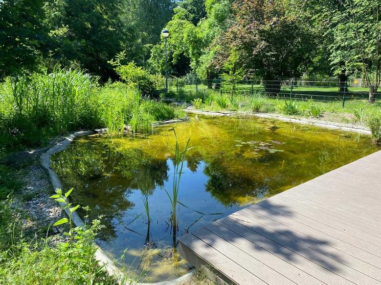Une petite mare bordée d'herbes et d'un sol en bois à droite de l'image, sous un ciel bleu.