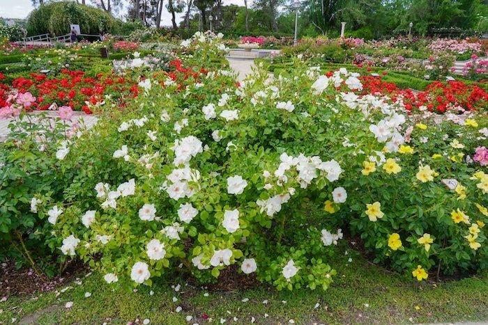 roses de couleur rose de la roseraie