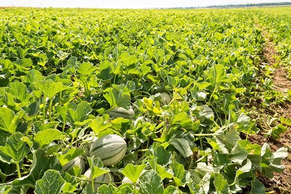 melon italie toscane