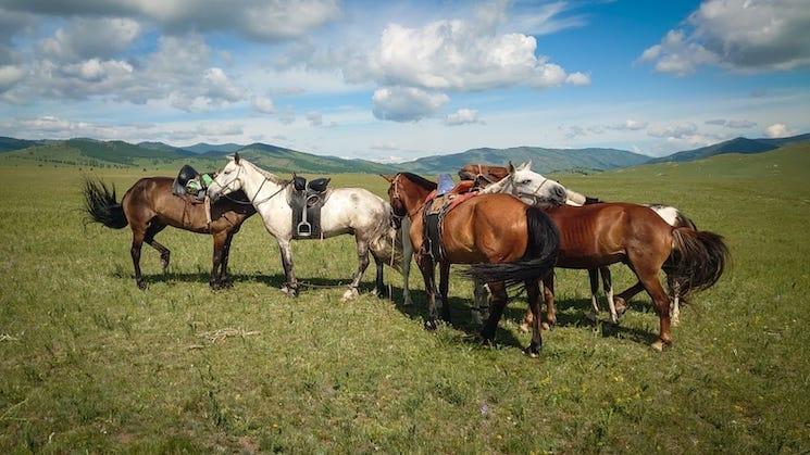 Des chevaux en Mongolie que l'on peut travers en vacances sur leur dos