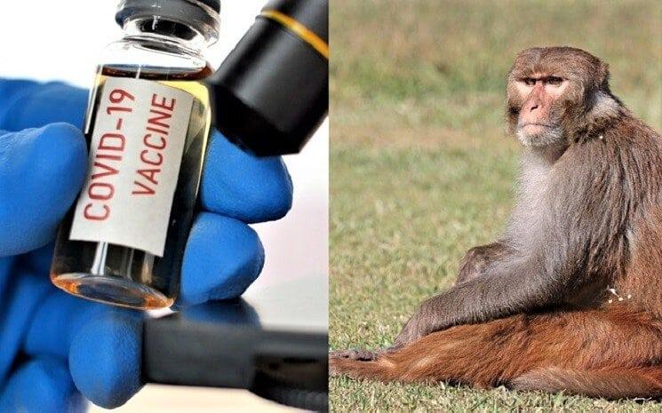 Les animaux et le coronavirus