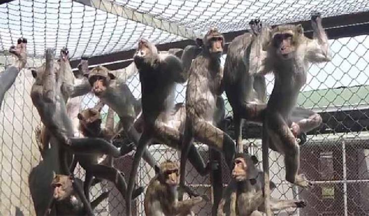 monkeys_in_cage_media_media