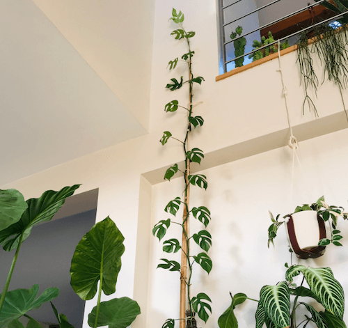 plantes à Singapour dans les intérieurs