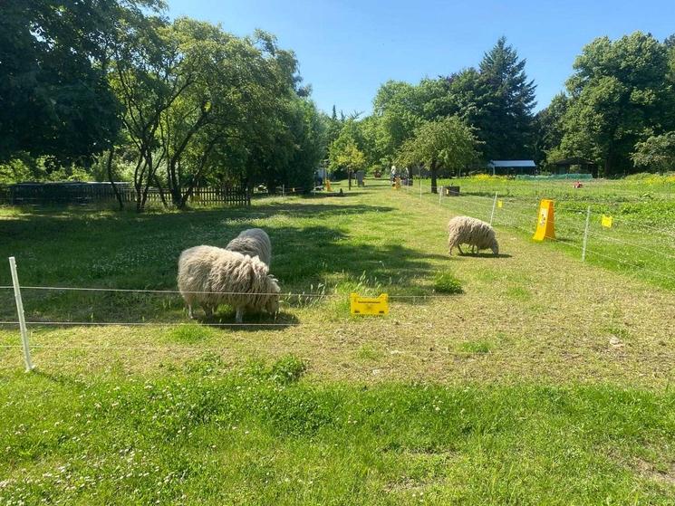 Trois moutons paissent sous le soleil, dans un vaste enclos à l'herbe verdoyante.