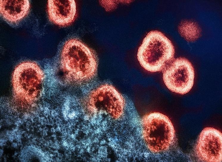 transmission du virus hantavirus