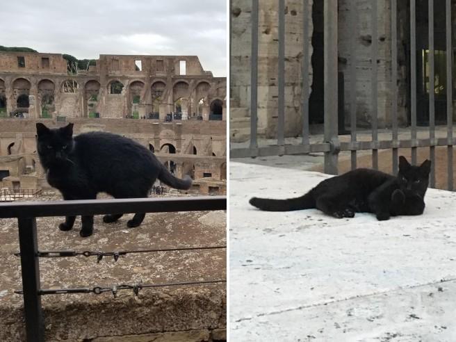 Nerina mascotte du Colisée