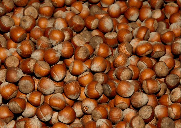 Gros plan sur des noisettes Tombul de Giresun, reconnues pour leur forme ronde et leur qualité gustative