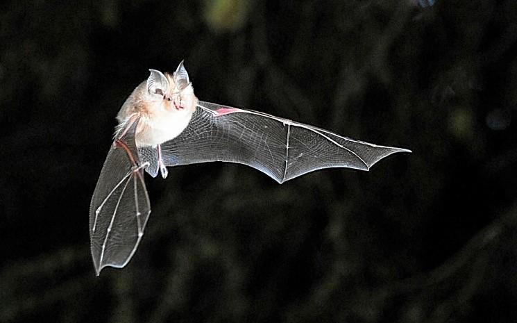 Les animaux et le coronavirus