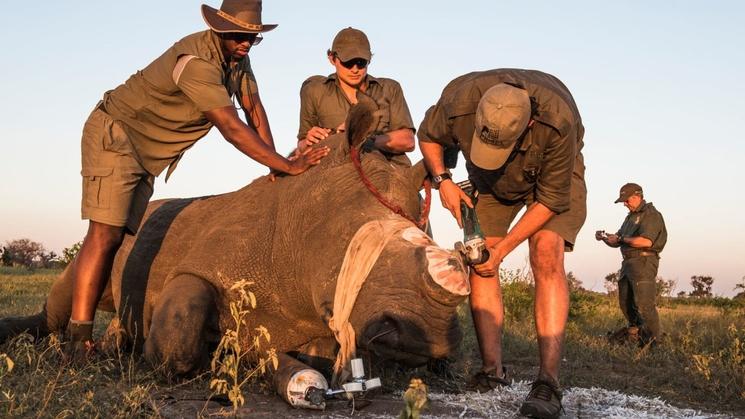 3 professionnels autour d'un rhino lors d'une opération chirurgical de décornage