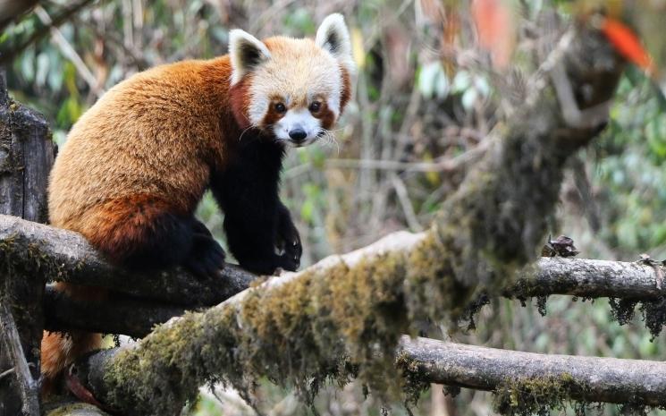 Un panda rouge du Padmaja Naidu Himalayan Zoological Park