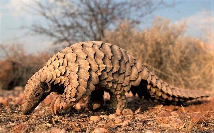 Les animaux et le coronavirus