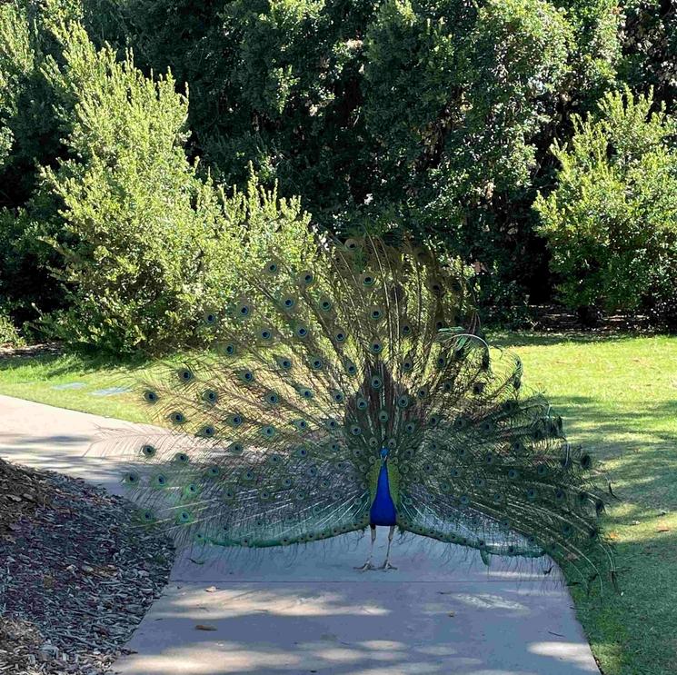paons arboretum los angeles