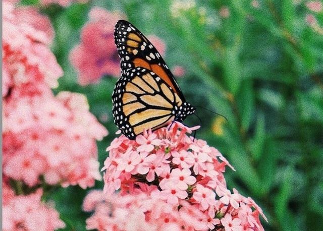 papillon posé sur un fleur