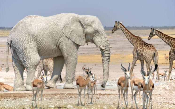 Parc National d’Etosha, Namibie