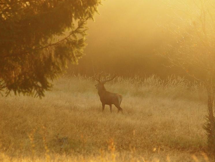 parc animaux sauvages Izvoare Roumanie