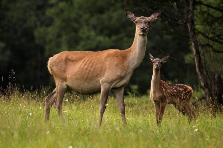 parc animaux sauvages Izvoare Roumanie