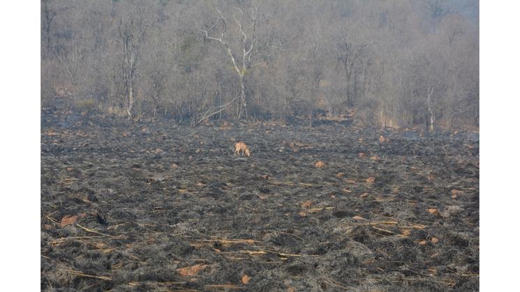 petit steebuck après le passage des flammes