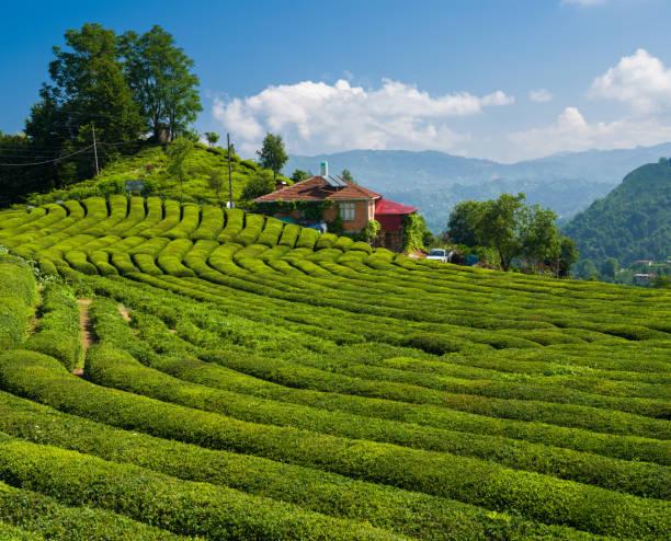 Vue panoramique des collines de Rize recouvertes de théiers, emblème de la région du thé en Turquie.