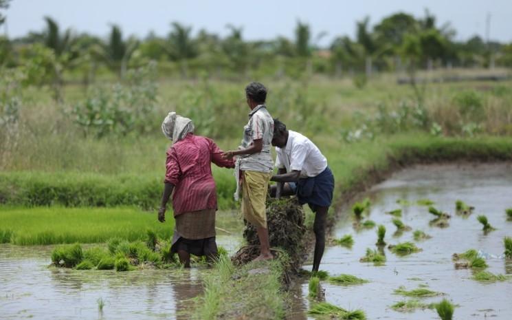 Des paysans indiens travaillant dans une rizière