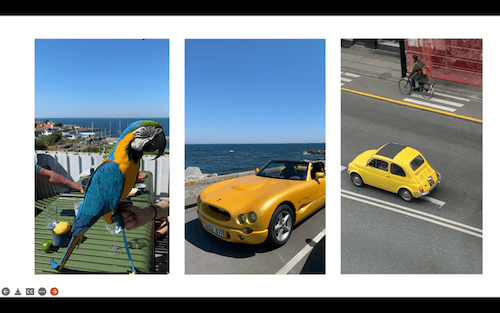 perroquet et voitures jaunes Danemark