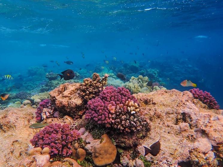 photo des fonds marins avec corail et poissons