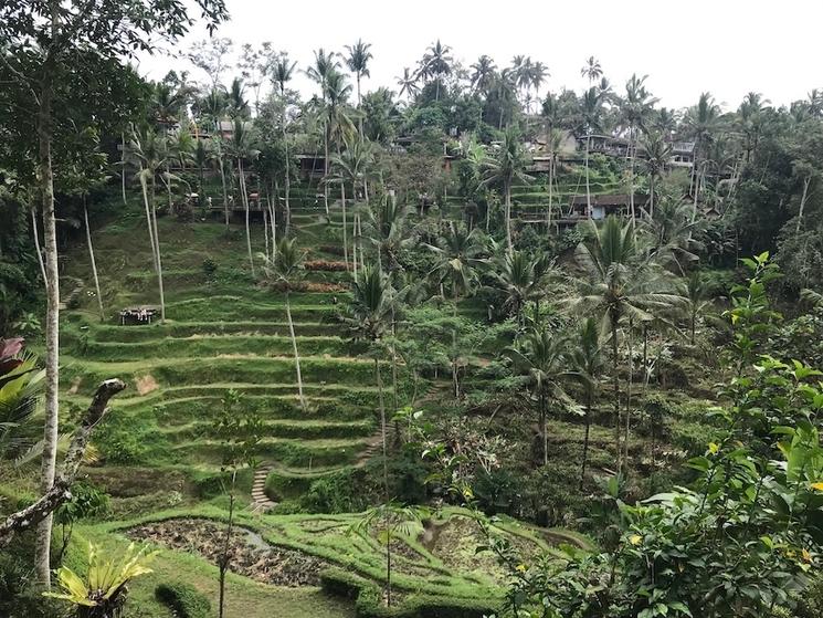 vue sur les rizières en terrasses d'Ubud