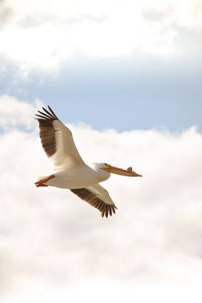 pelican expression danoise imagée