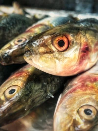 expression idiomatique poisson danois