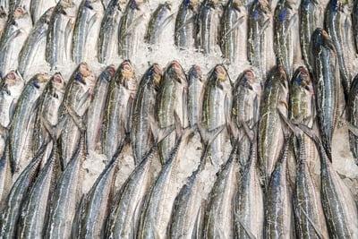 expression imagée danois poisson