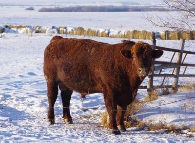 vache expression danoise imagée