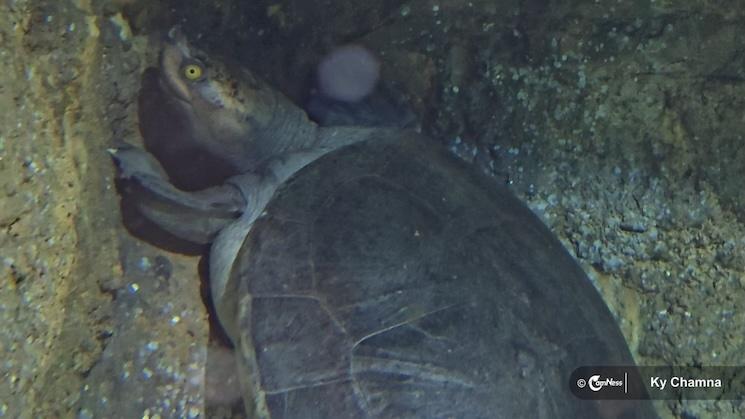 A Royal Turtle at Angkor Wildlife & Aquarium.