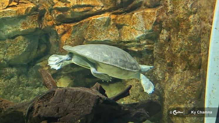 A Royal Turtle at Angkor Wildlife & Aquarium