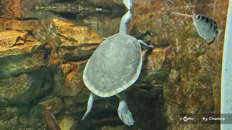 Tortues royales du Cambodge une lutte pour préserver un symbole national