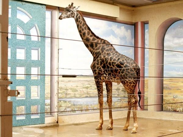 photographie d'une girafe