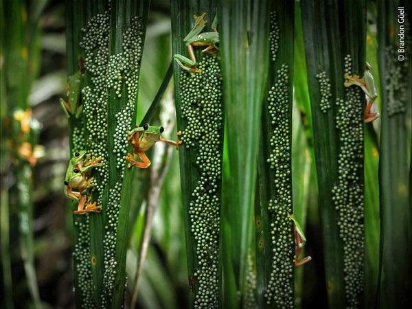 photos de grenouilles vertes sur tiges
