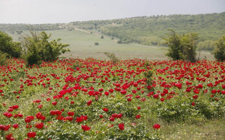 pivoine-roumaine-sauvage-foret-dobrogea