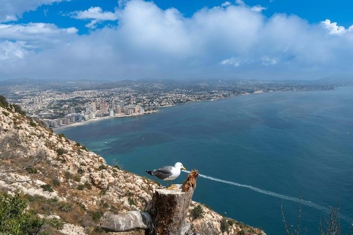 mouette perchee surplombant le littoral pittoresque de calpe en espagne