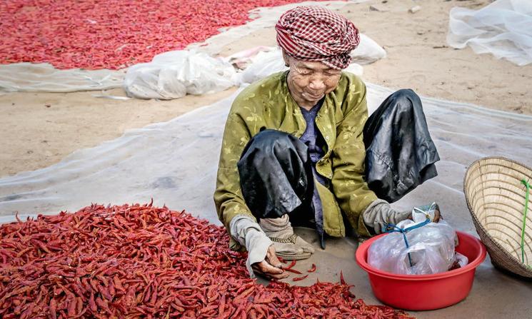 Visite de plantations de poivre sur l'île de Phu Quoc au Vietnam