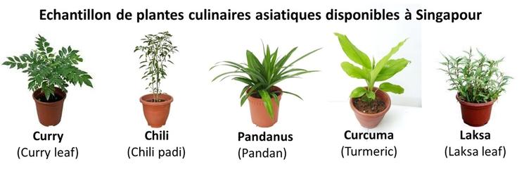 plantes aromatiques