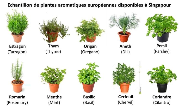 plantes aromatiques