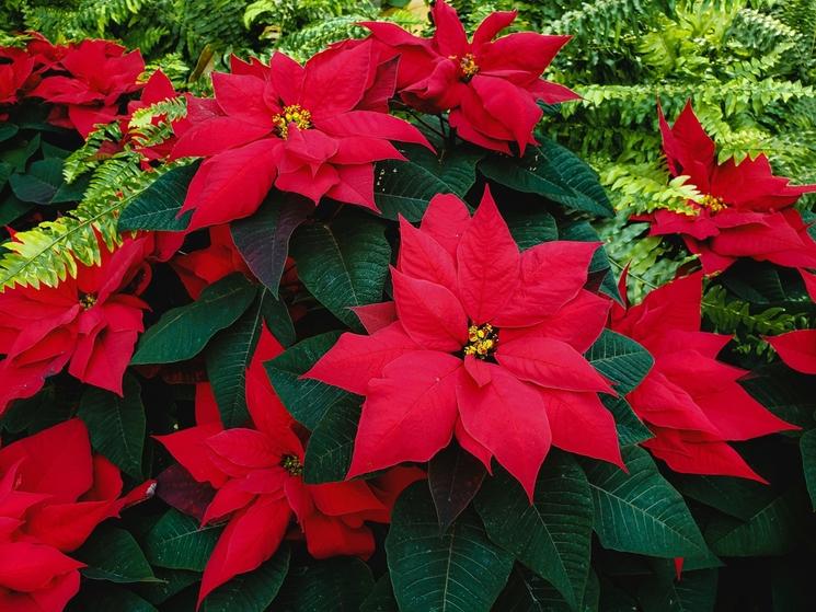 poinsettia liban