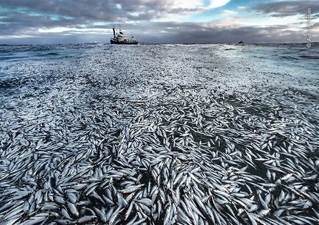 poissons dans la mer