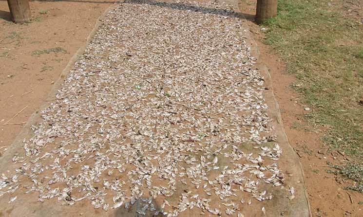 poissons sechant sur la route