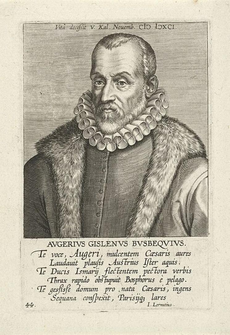 Portrait gravé de l’ambassadeur Ogier Ghislain de Busbecq au XVIe siècle